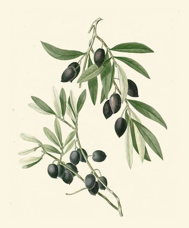 Olive branch with olives (botanical plate by P. J. Redouté)